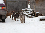 Во Владивостоке за убийство тысячи собак догхантеру грозит полгода тюрьмы