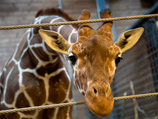 В зоопарке Копенгагена публично был убит молодой жираф по кличке Мариус, а его мясо пошло на корм львам