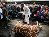 Жираф Мариус был убит на глазах многих посетителей. Как объяснили в зоопарке, это событие было специально анонсировано заранее и преследовало просветительские цели