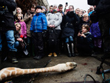 Подробности убийства жирафа в зоопарке Копенгагена: он казнен из пневматического пистолета, вскрыт на глазах у публики и скормлен львам