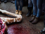 Смерть жирафа Мариуса, убитого и публично разделанного в зоопарке Копенгагена, до сих пор беспокоит общественность