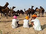 В домашнем хозяйстве люди начали использовать верблюдов приблизительно в период с 930 по 900 год до нашей эры
