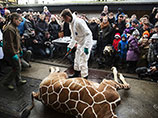 Кадыров вызвался приютить нового Мариуса - еще одного датского жирафа, которому угрожает эвтаназия