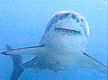 Австралийца оштрафовали на 18 тысяч долларов за жестокое убийство белой акулы