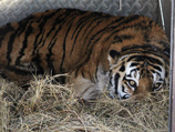Тигр, найденный в Амурской области с атрофированными задними лапами, умер ночью в воскресенье