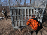 Инспекторы нашли тигра в конце января в тайге в Архаринском районе Амурской области