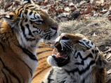 Умер тигр, найденный в Амурской области с атрофированными лапами