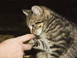 Каждый третий человек, которого укусила или поцарапала кошка, нуждается в оказании профессиональной медицинской помощи