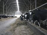 PepsiCo продала своих коров краснодарскому "Агрокомплексу"