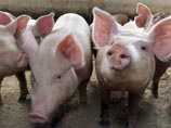 В Калмыкии главврач психдиспансера вместо лечения отправил больного пасти свиней