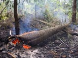 МЧС прогнозирует масштабные лесные пожары в Подмосковье и смог в Москве. Регионы уже горят
