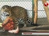 Громкий скандал разгорелся в карагандинском зоопарке Казахстана. Его посетители стали свидетелями душераздирающего зрелища: маленького медвежонка сожрали два ягуара