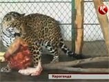 Громкий скандал разгорелся в карагандинском зоопарке Казахстана. Его посетители стали свидетелями душераздирающего зрелища: маленького медвежонка сожрали два ягуара Громкий скандал разгорелся в карагандинском зоопарке Казахстана. Его посетители стали свидетелями душераздирающего зрелища: маленького медвежонка сожрали два ягуара