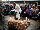 Скандал в карагандинском зоопарке напомнил многим схожий случай, произошедший в феврале этого года в Копенгагене. Там 9 февраля убили полуторагодовалого здорового жирафа Мариуса, которого признали непригодным для дальнейшего скрещивания Скандал в карагандинском зоопарке напомнил многим схожий случай, произошедший в феврале этого года в Копенгагене. Там 9 февраля убили полуторагодовалого здорового жирафа Мариуса, которого признали непригодным для дальнейшего скрещивания
