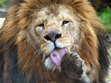 Казни подверглись два старых льва, которые мешали молодому самцу создать новую семью, а также двое львят, которым было около 10 месяцев отроду