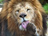 Казни подверглись два старых льва, которые мешали молодому самцу создать новую семью, а также двое львят, которым было около 10 месяцев отроду Казни подверглись два старых льва, которые мешали молодому самцу создать новую семью, а также двое львят, которым было около 10 месяцев отроду