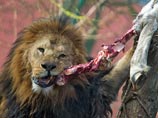 Кстати, после этого 200 килограмм "отличного мяса" пошло на корм львам и другим хищникам, обитающим в зоопарке. Неизвестно, были ли среди убитых накануне львов те, кто попробовал мясо Мариуса Кстати, после этого 200 килограмм "отличного мяса" пошло на корм львам и другим хищникам, обитающим в зоопарке. Неизвестно, были ли среди убитых накануне львов те, кто попробовал мясо Мариуса