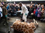 "Кровавый"  зоопарк Копенгагена, казнивший жирафа Мариуса, умертвил двух старых львов и двух львят