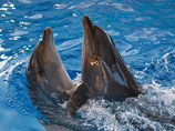 В Севастопольском государственном океанариуме возобновляют тренировки боевых дельфинов, теперь уже в интересах российского военно-морского флота