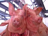 Под омской деревней обнаружили свалку из пяти тонн свиных голов