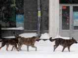 В столице Камчатки разрешили круглосуточные облавы на бродячих собак после того, как на второклассницу напали 15 бездомных псов