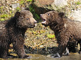 По мнению одной из действующих в Швейцарии ассоциаций защиты животных, ProTier, это решение было "непонятным". Ассоциация призвала к разработке базовых принципов, которых следовало бы придерживаться при разведении бурых медведей в зоопарках