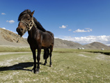 Глава Минобороны США Чак Хейгел стал хозяином породистого коня, выросшего в монгольских степях