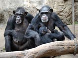 Из зоопарка американского штата Канзас убежали семь шимпанзе. Для того, чтобы выбраться из клетки, им пришлось напрячь воображение и "изобрести" лестницу. Инцидент произошел около 16:00 по местному времени