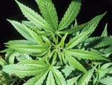 Аляска может стать третьим штатом США, где разрешено употребление марихуаны: голосование пройдет в ноябре 2014 года