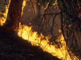 Начальник Усть-Брянского лесничества получил 60% ожогов тела при тушении лесного пожара