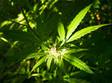 По словам лидера ливанских друзов, как сообщает "Аль-Арабия", легализация легкого наркотика поможет развитию долины Бекаа, где нелегально выращивается марихуана в больших количествах