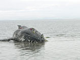 Мертвые киты держат в страхе жителей двух городов на западном побережье канадского острова Ньюфаундленд