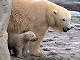 Белые медведи из-за потепления становятся вегетарианцами, бьют тревогу российские ученые