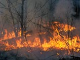 Площадь лесных пожаров в Сибири за выходные увеличилась вдвое Площадь лесных пожаров в Сибири за выходные увеличилась вдвое