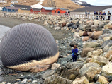 Жители канадского острова Ньюфаундленд потерпели фиаско в попытке избавиться от огромной туши одного из морских млекопитающих, выброшенных на берег