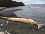 Синий кит длиной 12 метров и весом до 30 тонн оказался на берегу неделю назад