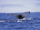 Канадцам запретили продавать через интернет гниющую тушу кита, отравляющую городской воздух