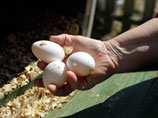 Норвежские фермеры в знак протеста решили спровоцировать в стране дефицит яиц