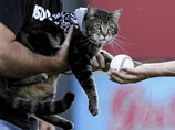 Знаменитая кошка из Калифорнии, спасшая 4-х летнего мальчика, сделала первый бросок на матче команды Bakersfield Blaze