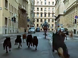 Венгерский фильм о бездомных собаках наделал много шума в Каннах и поразил дрессировщиков Венгерский фильм о бездомных собаках наделал много шума в Каннах и поразил дрессировщиков