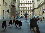 Венгерский фильм о бездомных собаках наделал много шума в Каннах и поразил дрессировщиков