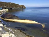 Туши погибших китов, вынесенные из океана еще в апреле и отравлявшие воздух в двух прибрежных поселениях, наконец нашли свое последнее пристанище