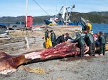 Жители Ньюфаундленда избавились от разлагающихся китов, калифорнийцам повторить успех не удалось Жители Ньюфаундленда избавились от разлагающихся китов, калифорнийцам повторить успех не удалось