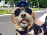 Сотрудники полиции Калининградской области нашли мотоцикл марки BMW K1200RS, на котором путешествует первый в России пес, принятый в клуб байкеров Biker Dogs MC International, по кличке Стич