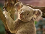 Австралийские окончательно удостоверились: эвкалипты жизненно необходимы коалам не только в качестве источника пищи и места обитания, но и для спасения от аномально высоких температур