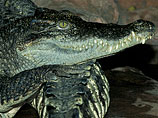 Ялтинцы потребовали убрать памятник крокодилу у входа в крокодиляриум