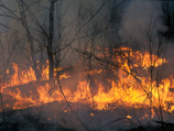 В марте в центре "Антистихия" МЧС РФ давали весьма неутешительный прогноз по этому поводу, предрекая масштабные природные пожары по всей стране - от Ленинградской области до Дальнего Востока