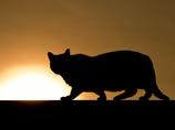 Британская кошка, признанная самой старой в мире, умерла вскоре после внесения в Книгу рекордов Гиннесса Британская кошка, признанная самой старой в мире, умерла вскоре после внесения в Книгу рекордов Гиннесса