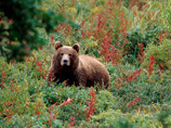 В Елизовском районе Камчатского края медведь напал в четверг на людей в лесу, в результате погибла женщина