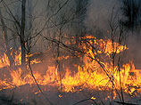 Площадь лесных пожаров в Сибири за двое суток возросла почти в два раза
